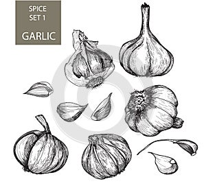 Garlic