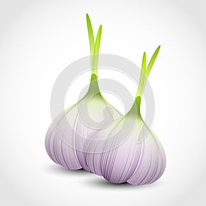 Garlic