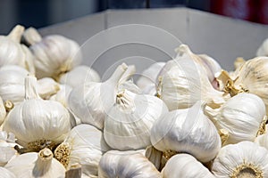 Garlic