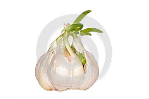 Garlic