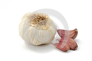 Garlic