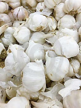 Garlic