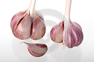 Garlic