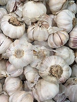 Garlic