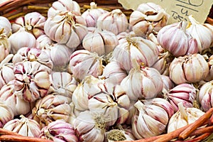 Garlic