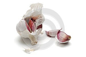 Garlic, alium sativum photo