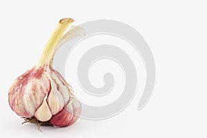 Garlic Allium sativum