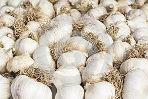 Garlic background