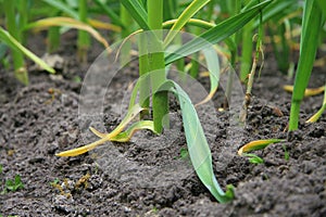 Garlic bed