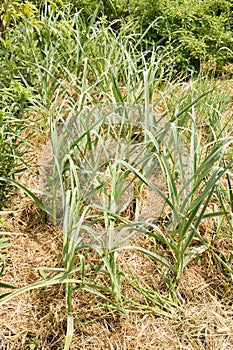 garlic in a bed mulched with hay