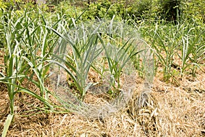 garlic in a bed mulched with hay, a permaculture method of growing plants