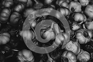 Garlic in black and white