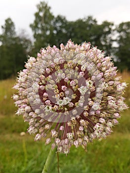 Garlic bloom