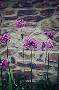 Garlic blossoms in front of an old wall