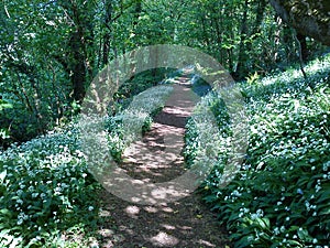Garlic Bluebell Walk in Spring, Stoke Woods, Devon