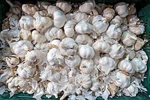 Garlic