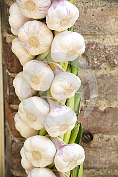 Garlic braid photo