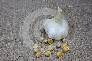 Garlic on a brown burlap background. Agriculture.