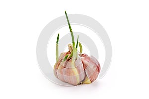 Garlic bulb beginning to sprout on a white background