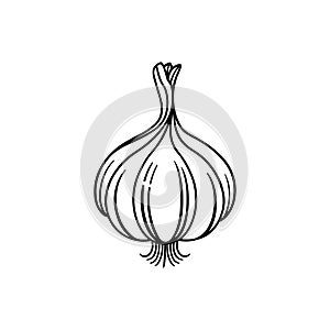 Garlic bulb black and white illustration