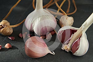 Garlic bulb cloves and bulbil on dark background photo