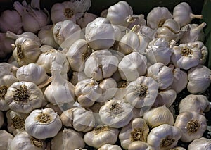 Garlic Bulb Cloves at Vegetable Stall Closeup
