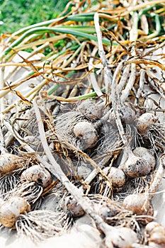 Garlic bulb drying under sun