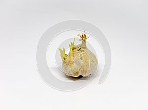 Garlic Bulb growth with little leaf isolated on the white