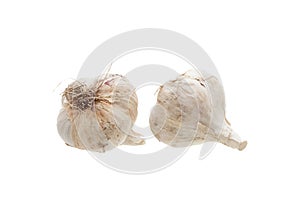 Garlic bulb head fresh fragrant vegetable.