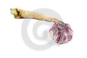 Garlic bulb on white background