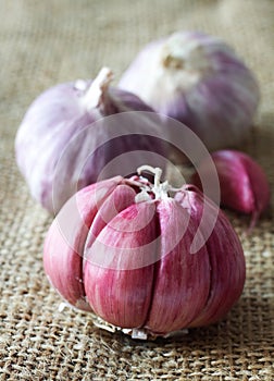 Garlic bulbs