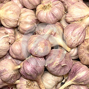 Garlic Bulbs