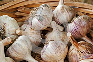 Garlic Bulbs