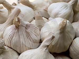 Garlic bulbs