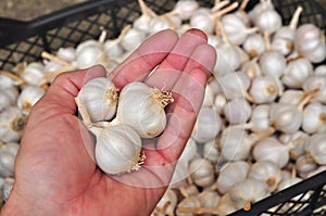 Garlic bulbs