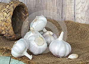 Garlic bulbs (Allium sativum) on sack