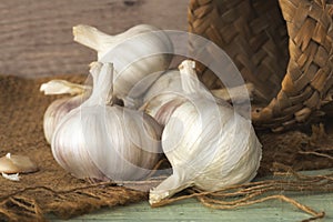 Garlic bulbs (Allium sativum) on sack