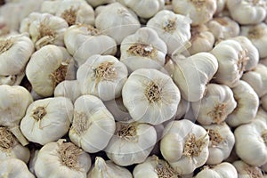 Garlic bulbs background