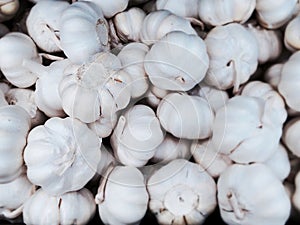 Garlic bulbs