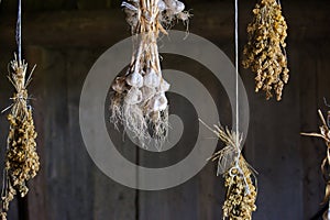 Garlic bulbs are clustered and hanging from strings