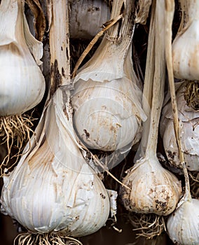 Garlic bulbs drying