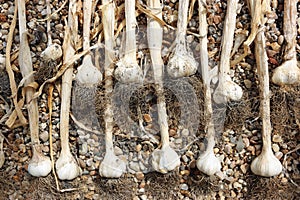 Garlic bulbs drying on gravel