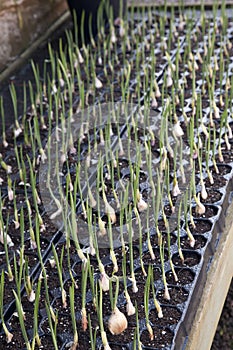 Garlic bulbs growing in small pots