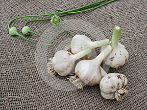 Garlic bulbs on a linen cloth
