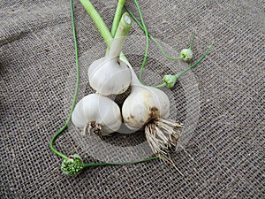 Garlic bulbs on a linen cloth