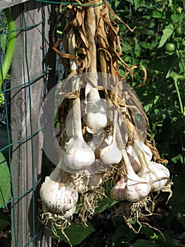 Garlic Bulbs Ready for Harvest