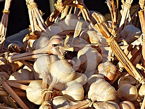 Garlic bulbs for sale photo