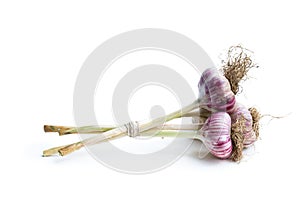 Garlic bulbs with stem and root isolated on white