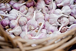 Garlic bulbs wicker basket