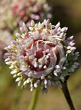 The garlic bulge with small bulbs